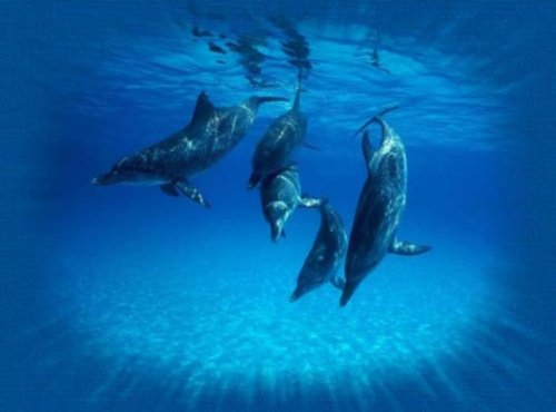 кисловодский дельфинарий