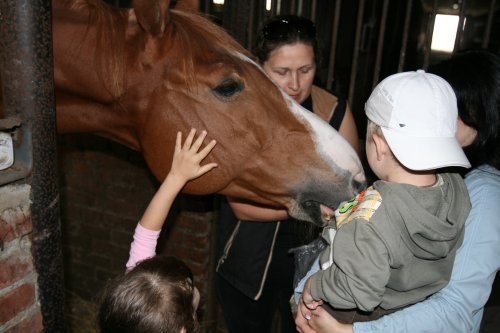 конюшни кмв