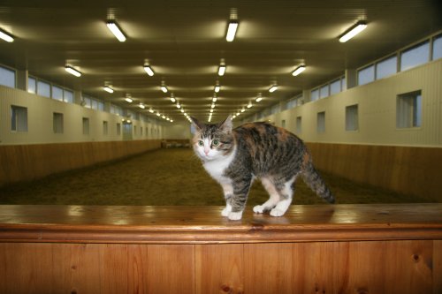 конный клуб кмв