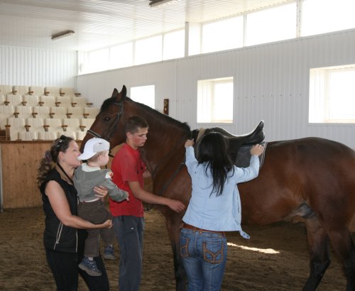 конюшни кмв